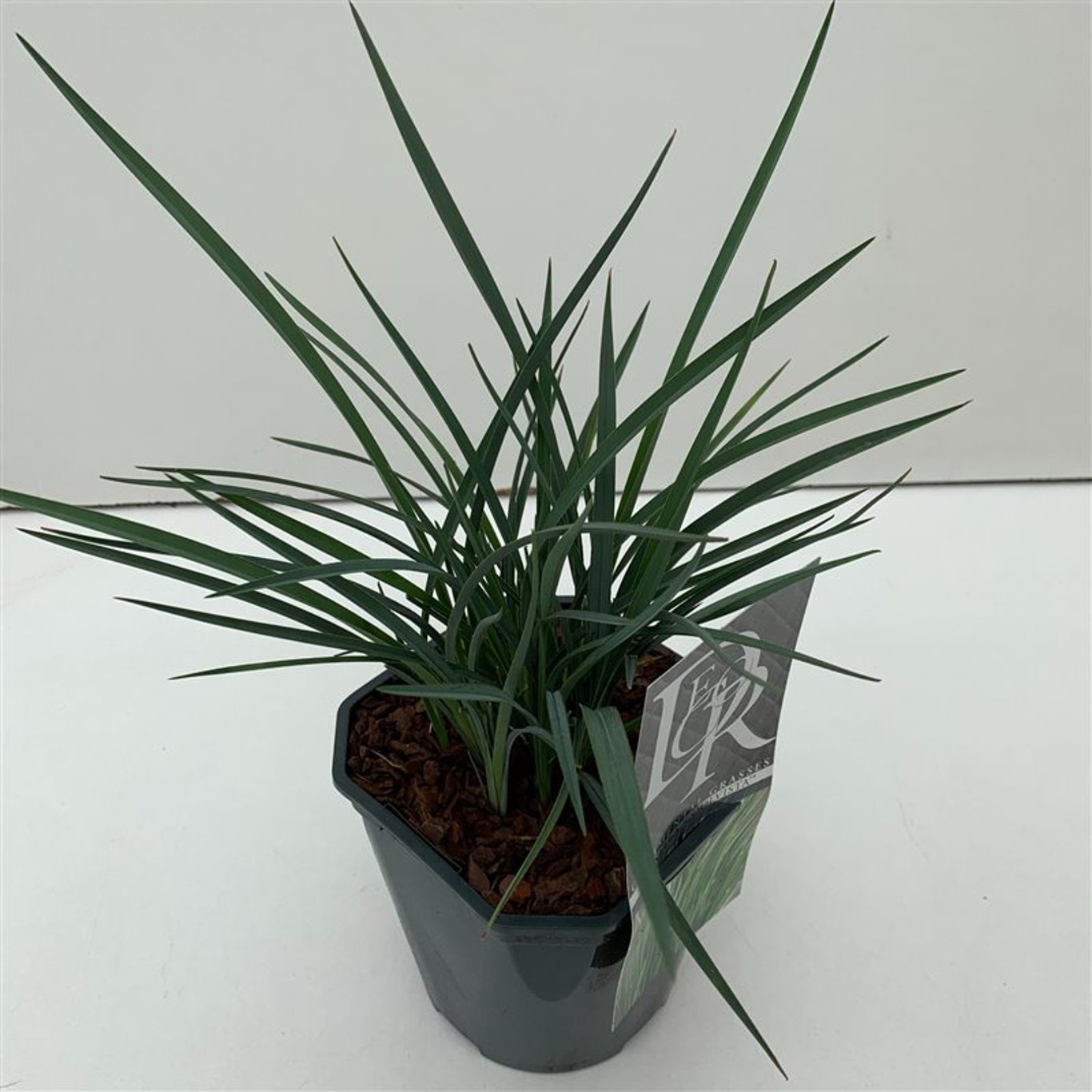 Dianella revoluta Coolvista - C2